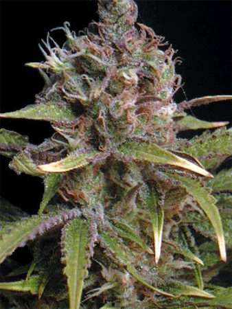 Durban Poison